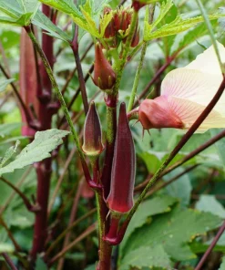 150 Red Burgundy Okra Seeds - Abelmoschus Esculentus Vegetable Seeds - Image 3