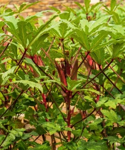 150 Red Burgundy Okra Seeds - Abelmoschus Esculentus Vegetable Seeds - Image 6