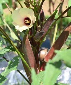 150 Red Burgundy Okra Seeds - Abelmoschus Esculentus Vegetable Seeds - Image 7