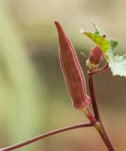150 Red Burgundy Okra Seeds - Abelmoschus Esculentus Vegetable Seeds - Image 9