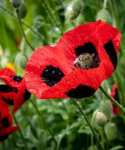 150 Red Ladybird Poppy Seeds - Papaver Commutatum Scarlet Black Flower Seeds - Image 2