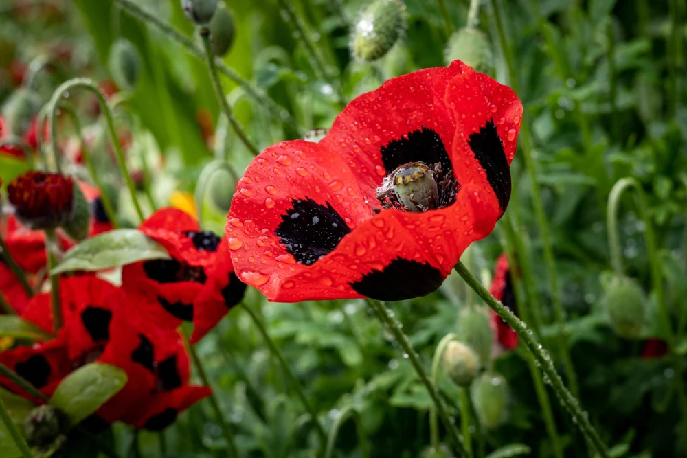 150 Red Ladybird Poppy Seeds - Papaver Commutatum Scarlet Black Flower Seeds - Image 2