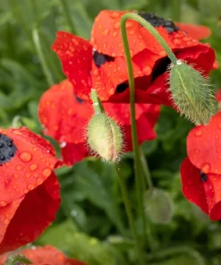 150 Red Ladybird Poppy Seeds - Papaver Commutatum Scarlet Black Flower Seeds - Image 3