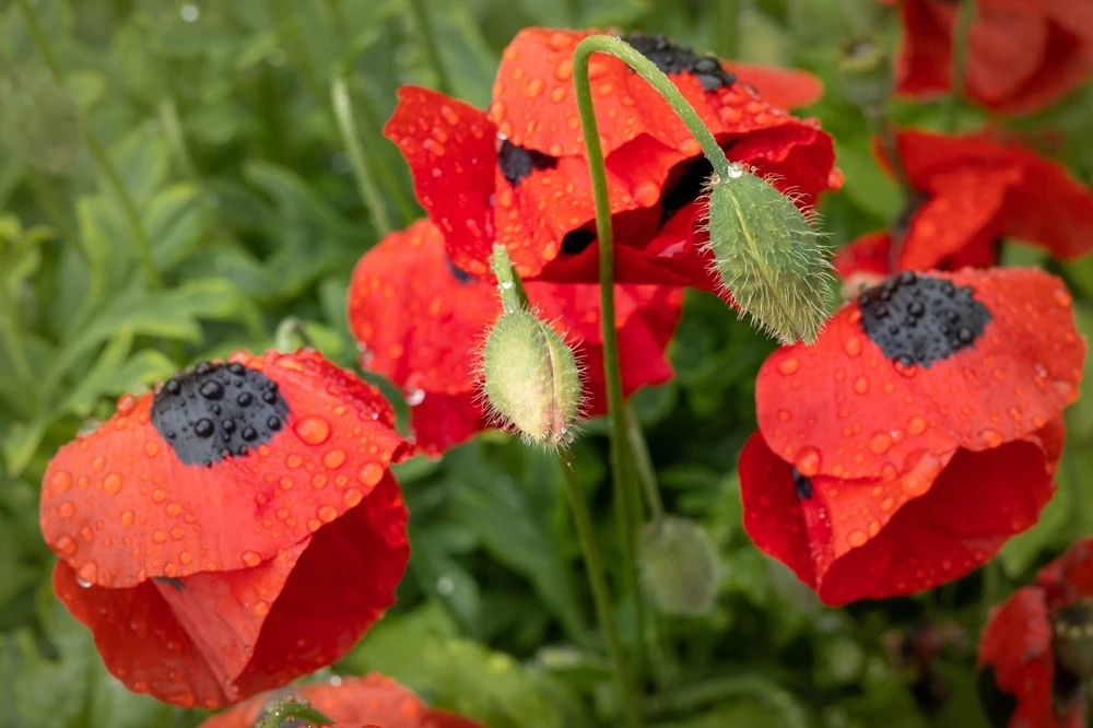 150 Red Ladybird Poppy Seeds - Papaver Commutatum Scarlet Black Flower Seeds - Image 3