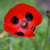 150 Red Ladybird Poppy Seeds - Papaver Commutatum Scarlet Black Flower Seeds - Image 1