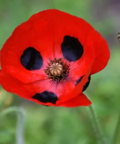 150 Red Ladybird Poppy Seeds - Papaver Commutatum Scarlet Black Flower Seeds - Image 1