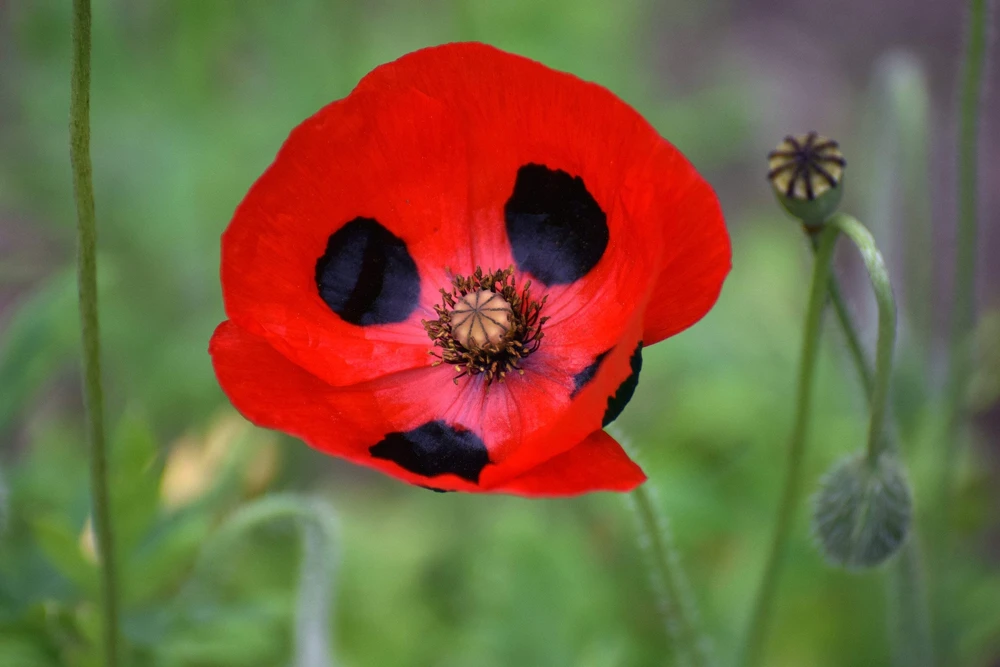 150 Red Ladybird Poppy Seeds - Papaver Commutatum Scarlet Black Flower Seeds - Image 1