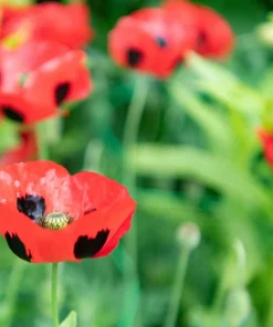 150 Red Ladybird Poppy Seeds - Papaver Commutatum Scarlet Black Flower Seeds - Image 4