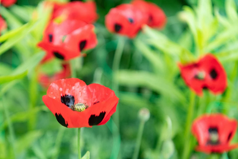 150 Red Ladybird Poppy Seeds - Papaver Commutatum Scarlet Black Flower Seeds - Image 4