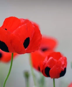 150 Red Ladybird Poppy Seeds - Papaver Commutatum Scarlet Black Flower Seeds - Image 5