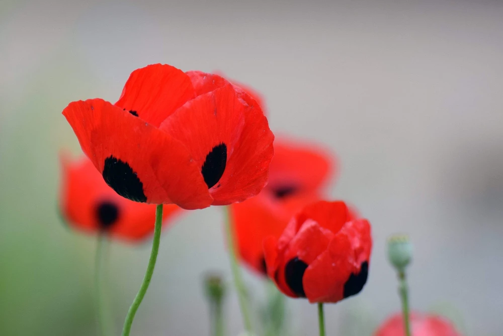 150 Red Ladybird Poppy Seeds - Papaver Commutatum Scarlet Black Flower Seeds - Image 5