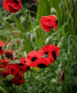 150 Red Ladybird Poppy Seeds - Papaver Commutatum Scarlet Black Flower Seeds - Image 6