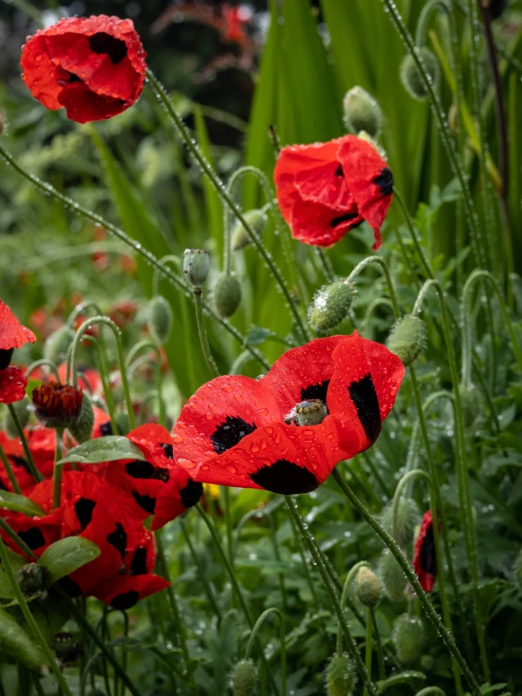 150 Red Ladybird Poppy Seeds - Papaver Commutatum Scarlet Black Flower Seeds - Image 6