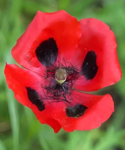 150 Red Ladybird Poppy Seeds - Papaver Commutatum Scarlet Black Flower Seeds - Image 7