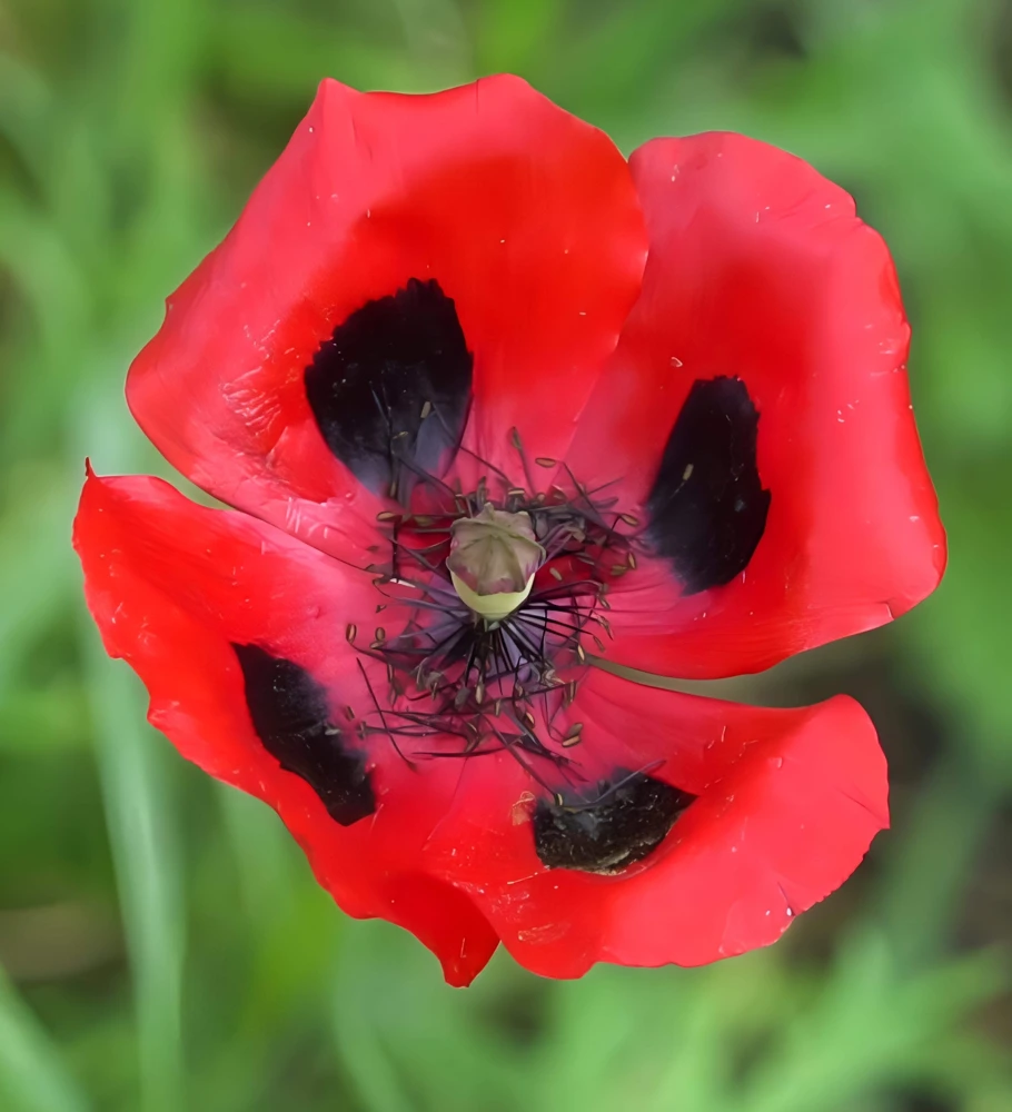 150 Red Ladybird Poppy Seeds - Papaver Commutatum Scarlet Black Flower Seeds - Image 7