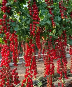 150+ Waterfall Cherry Tomato Seeds - Ultra Sweet, Non-GMO, Easy Grow - Image 2