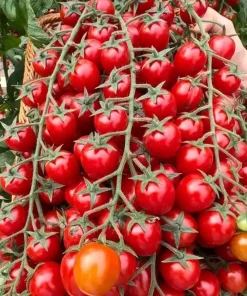 150+ Waterfall Cherry Tomato Seeds - Ultra Sweet, Non-GMO, Easy Grow - Image 3