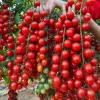 150+ Waterfall Cherry Tomato Seeds - Ultra Sweet, Non-GMO, Easy Grow - Image 1
