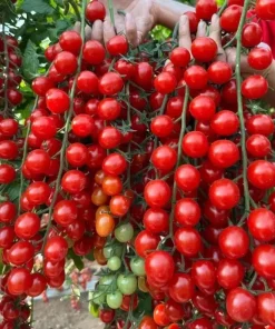 150+ Waterfall Cherry Tomato Seeds - Ultra Sweet, Non-GMO, Easy Grow - Image 1