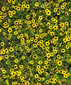 150 Yellow Creeping Zinnia Seeds – Sanvitalia Procumbens – Low Growing Flower - Image 10