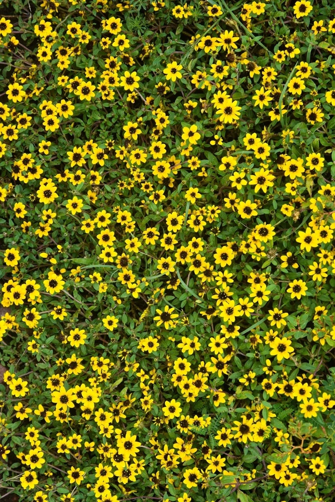 150 Yellow Creeping Zinnia Seeds - Sanvitalia Procumbens - Annual Flower Seeds - Image 10