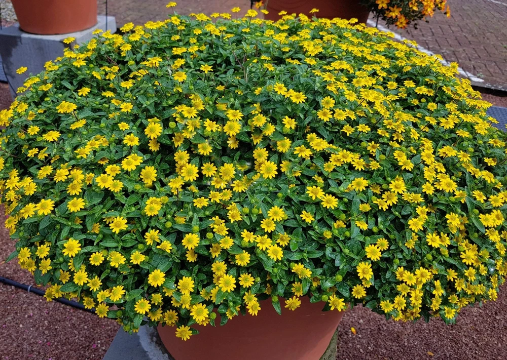 150 Yellow Creeping Zinnia Seeds - Sanvitalia Procumbens - Annual Flower Seeds - Image 2