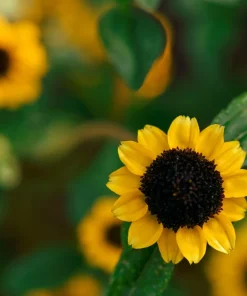 150 Yellow Creeping Zinnia Seeds – Sanvitalia Procumbens – Low Growing Flower - Image 3