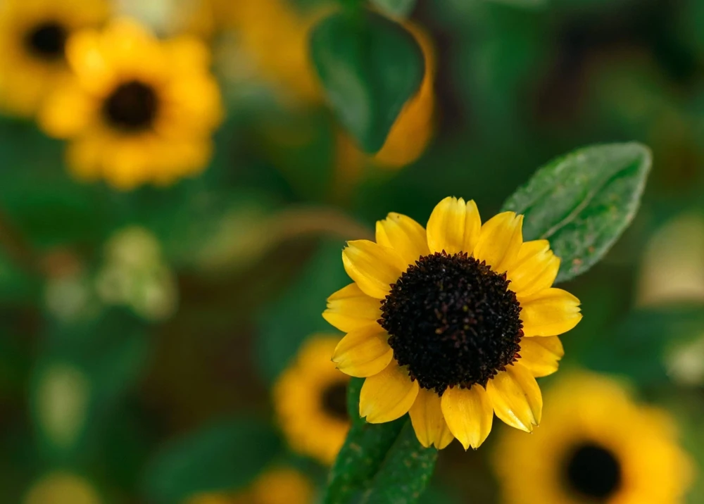 150 Yellow Creeping Zinnia Seeds - Sanvitalia Procumbens - Annual Flower Seeds - Image 3