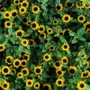 150 Yellow Creeping Zinnia Seeds - Sanvitalia Procumbens - Annual Flower Seeds - Image 1