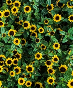 150 Yellow Creeping Zinnia Seeds - Sanvitalia Procumbens - Annual Flower Seeds - Image 1