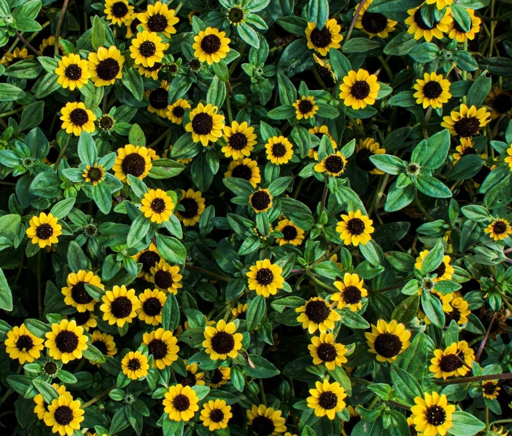 150 Yellow Creeping Zinnia Seeds - Sanvitalia Procumbens - Annual Flower Seeds - Image 1