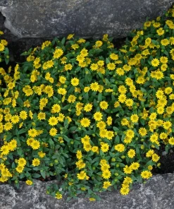 150 Yellow Creeping Zinnia Seeds – Sanvitalia Procumbens – Low Growing Flower - Image 4