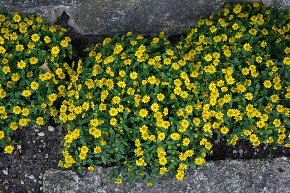 150 Yellow Creeping Zinnia Seeds - Sanvitalia Procumbens - Annual Flower Seeds - Image 4
