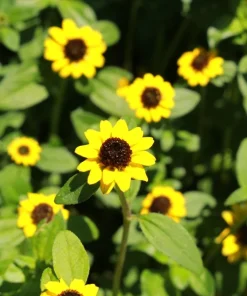 150 Yellow Creeping Zinnia Seeds - Sanvitalia Procumbens - Annual Flower Seeds - Image 5