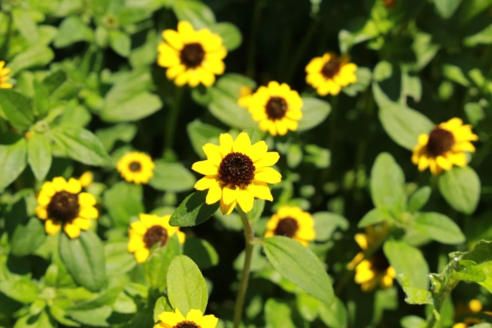 150 Yellow Creeping Zinnia Seeds - Sanvitalia Procumbens - Annual Flower Seeds - Image 5