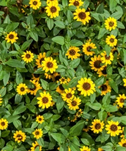 150 Yellow Creeping Zinnia Seeds – Sanvitalia Procumbens – Low Growing Flower - Image 6