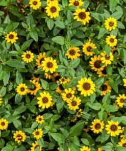 150 Yellow Creeping Zinnia Seeds - Sanvitalia Procumbens - Annual Flower Seeds - Image 6