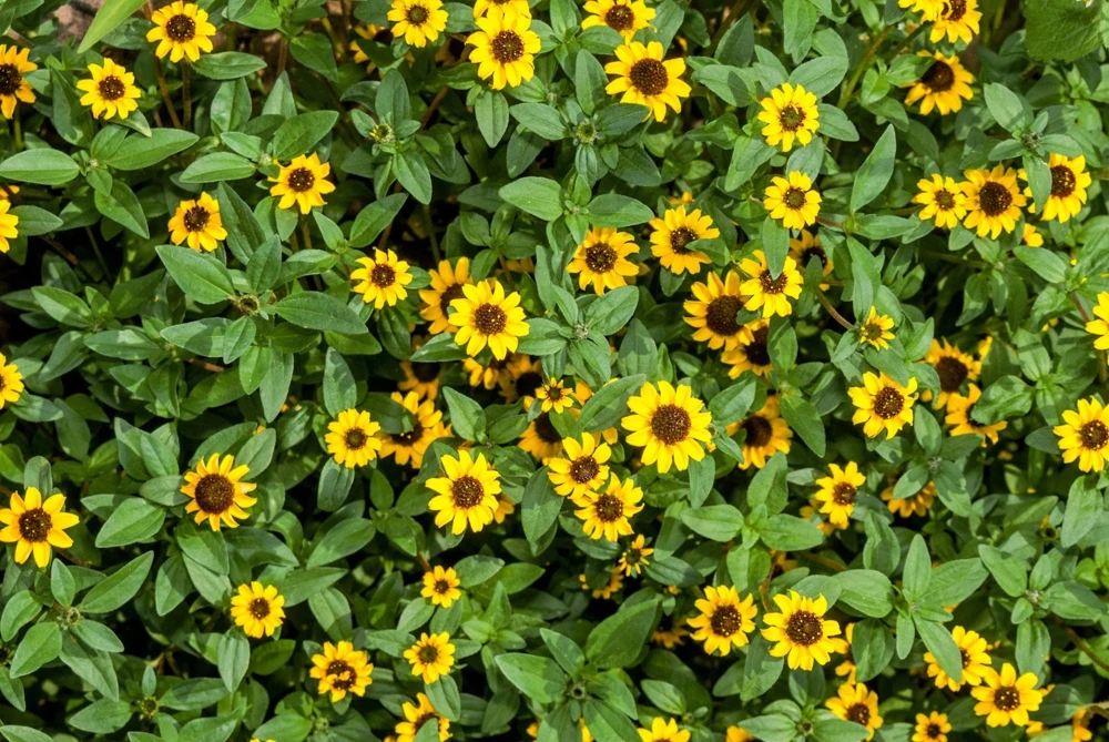 150 Yellow Creeping Zinnia Seeds - Sanvitalia Procumbens - Annual Flower Seeds - Image 6