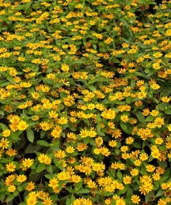 150 Yellow Creeping Zinnia Seeds - Sanvitalia Procumbens - Annual Flower Seeds - Image 7