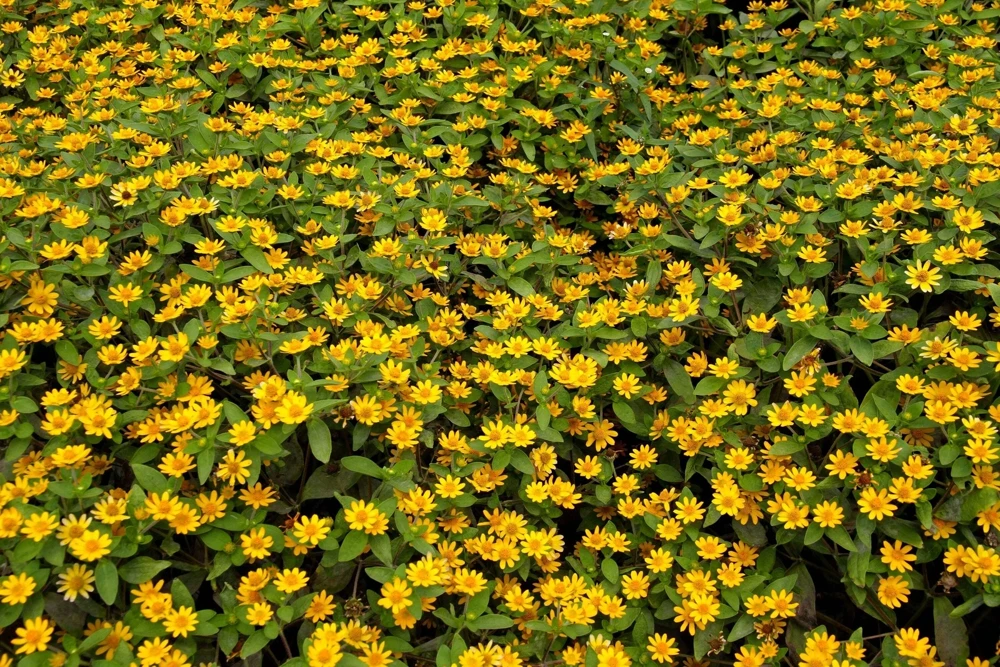 150 Yellow Creeping Zinnia Seeds - Sanvitalia Procumbens - Annual Flower Seeds - Image 7