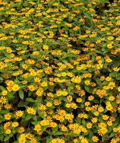 150 Yellow Creeping Zinnia Seeds – Sanvitalia Procumbens – Low Growing Flower - Image 7
