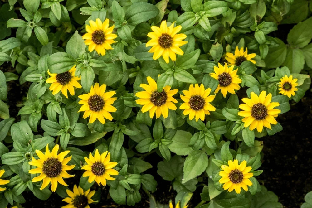 150 Yellow Creeping Zinnia Seeds - Sanvitalia Procumbens - Annual Flower Seeds - Image 8