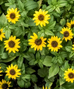 150 Yellow Creeping Zinnia Seeds – Sanvitalia Procumbens – Low Growing Flower - Image 8