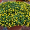 150 Yellow Creeping Zinnia Seeds – Sanvitalia Procumbens – Low Growing Flower - Image 1