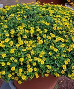 150 Yellow Creeping Zinnia Seeds – Sanvitalia Procumbens – Low Growing Flower - Image 1