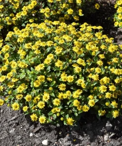 150 Yellow Creeping Zinnia Seeds – Sanvitalia Procumbens – Low Growing Flower - Image 9