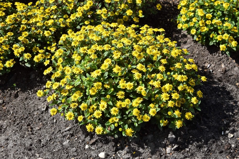 150 Yellow Creeping Zinnia Seeds - Sanvitalia Procumbens - Annual Flower Seeds - Image 9
