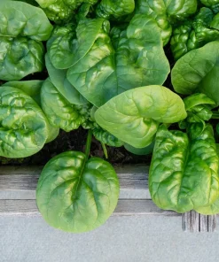 1500 Bloomsdale Spinach Vegetable Seeds - Easy to Grow Garden Seed - Image 2