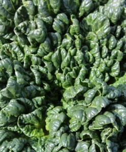 1500 Bloomsdale Spinach Vegetable Seeds - Easy to Grow Garden Seed - Image 3