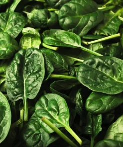 1500 Bloomsdale Spinach Vegetable Seeds - Easy to Grow Garden Seed - Image 6